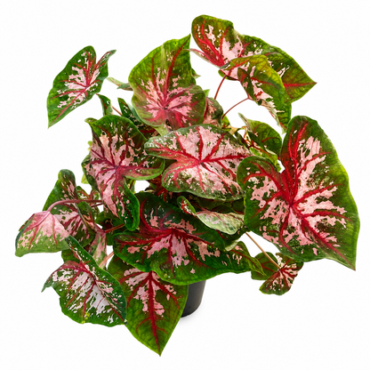 Caladium Pink – Vibrant Tropical Indoor Plant