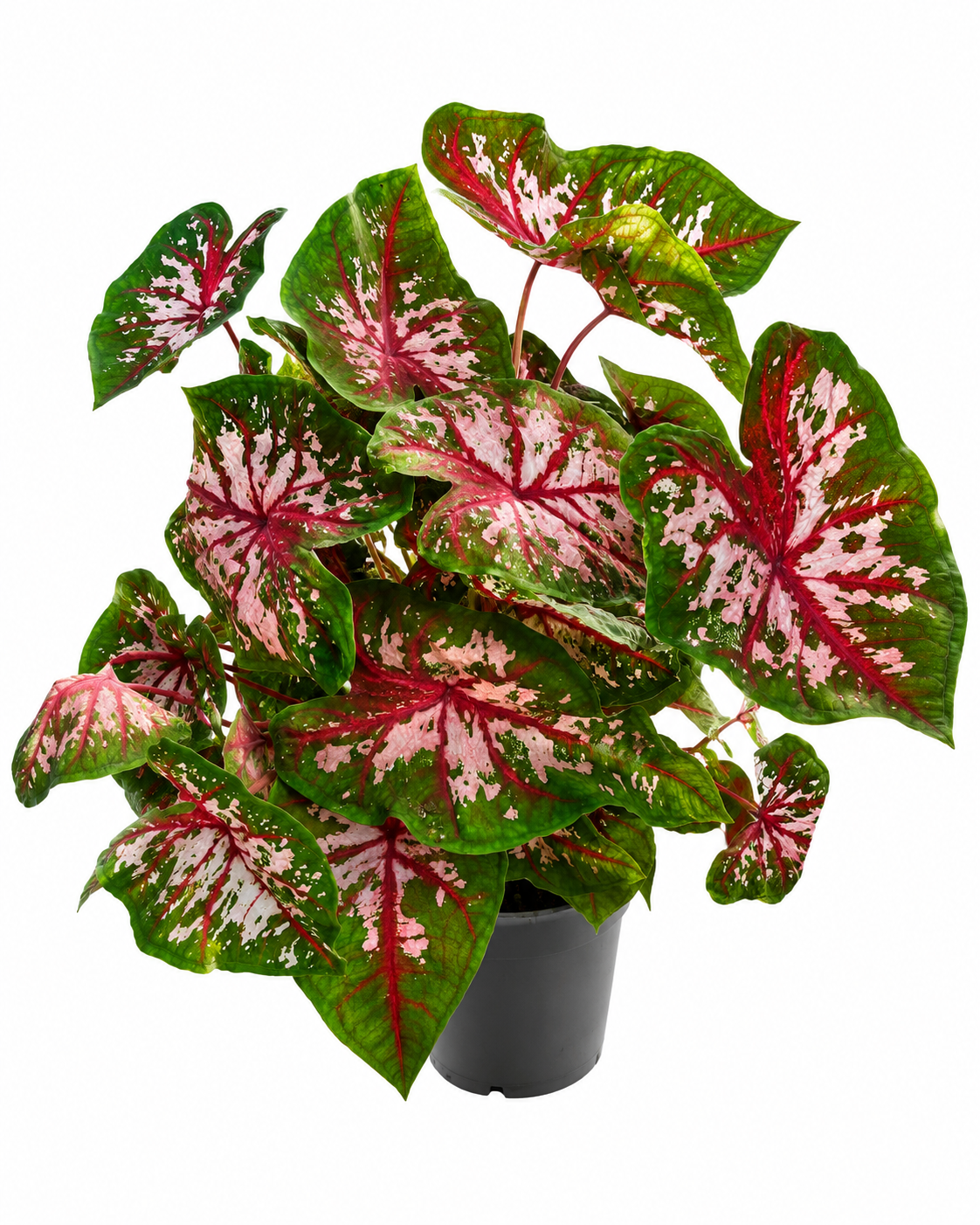Caladium Pink – Vibrant Tropical Indoor Plant