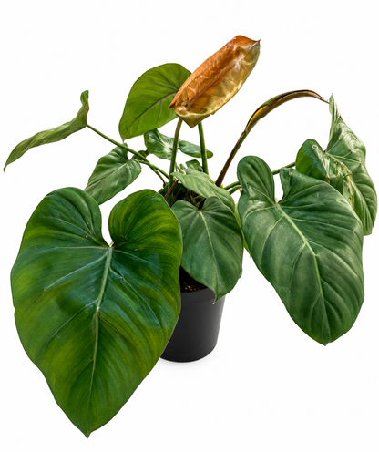 Philodendron Green – Large Leaf Tropical Indoor Plant