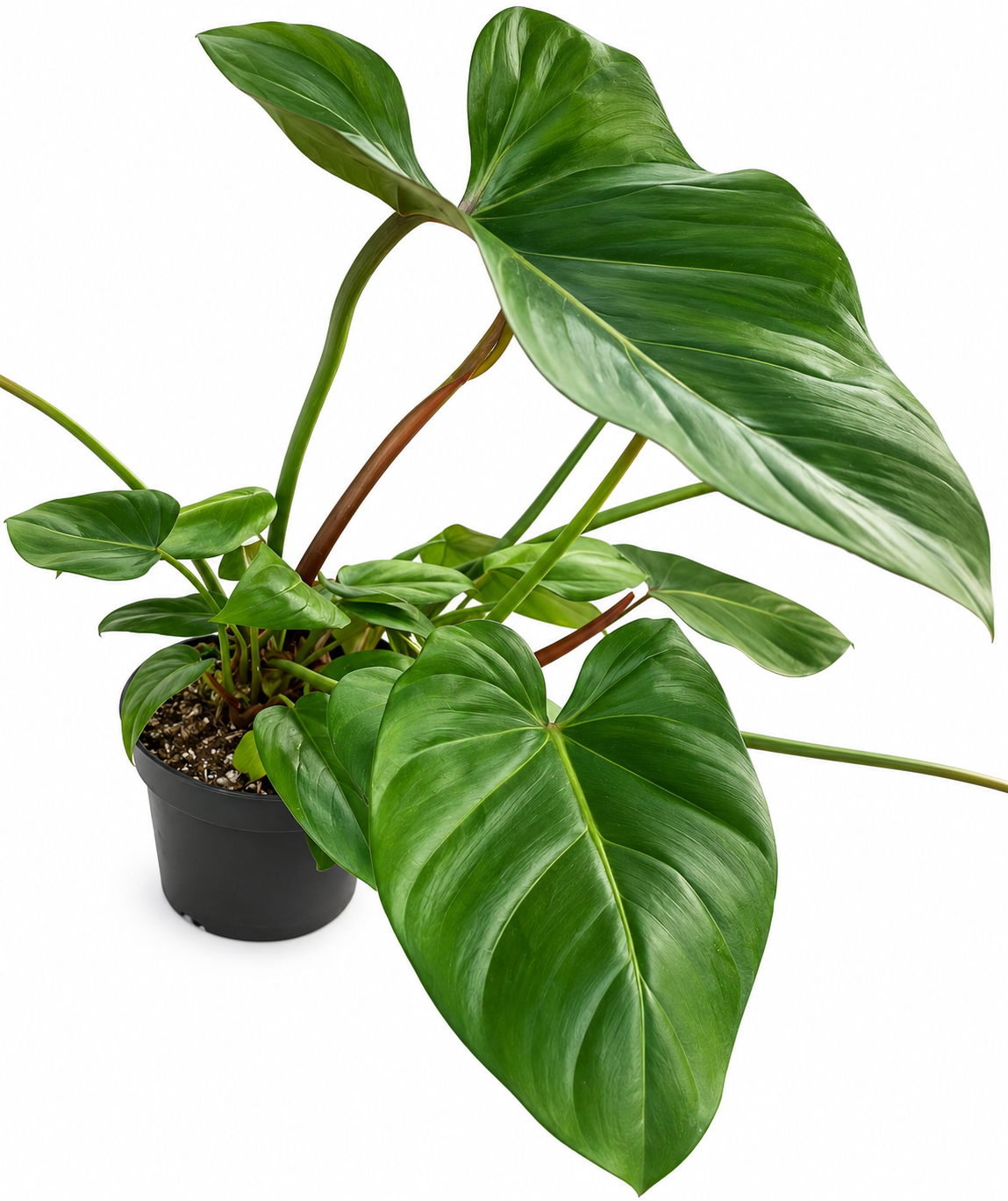 Philodendron Green – Large Leaf Tropical Indoor Plant