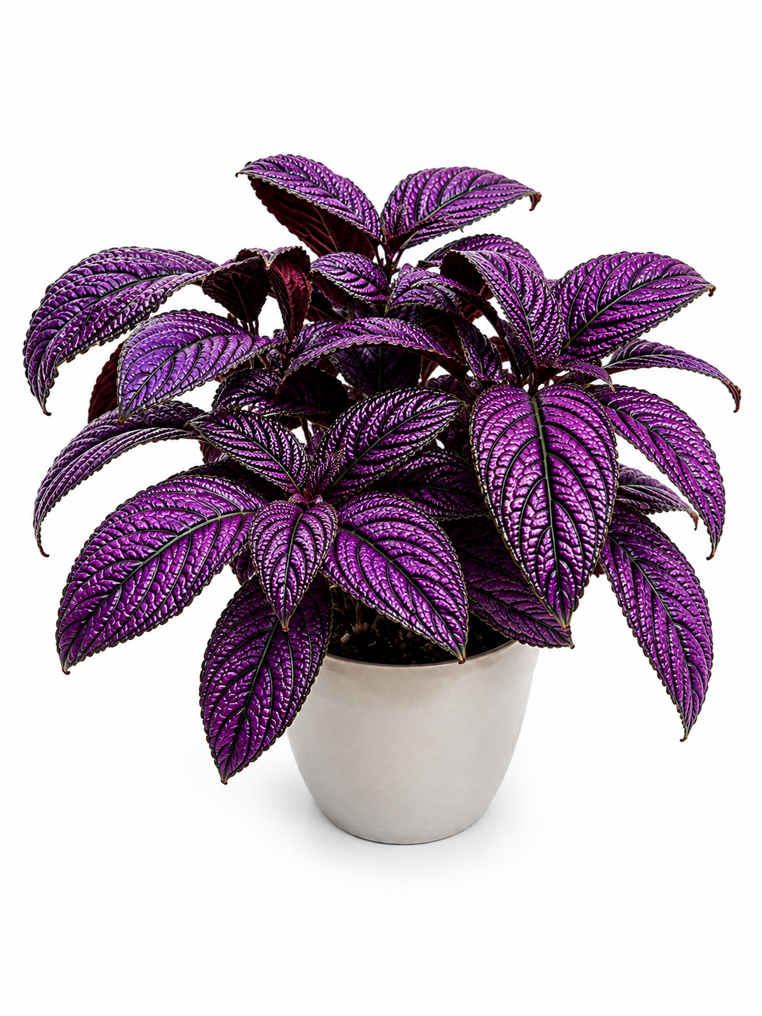 Strobilanthes Dyeriana ‘Metallica’ – Persian Shield