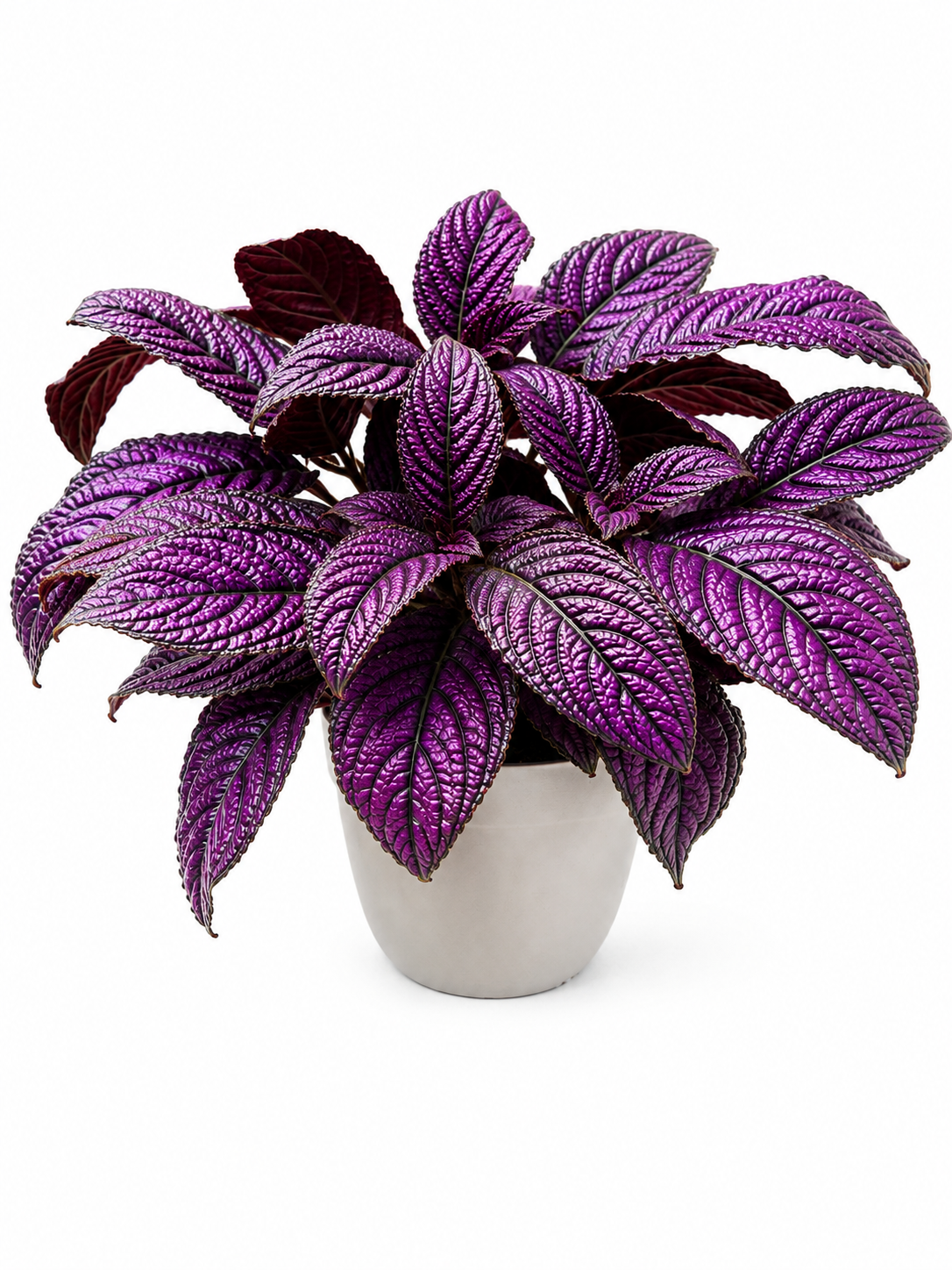 Strobilanthes Dyeriana ‘Metallica’ – Persian Shield