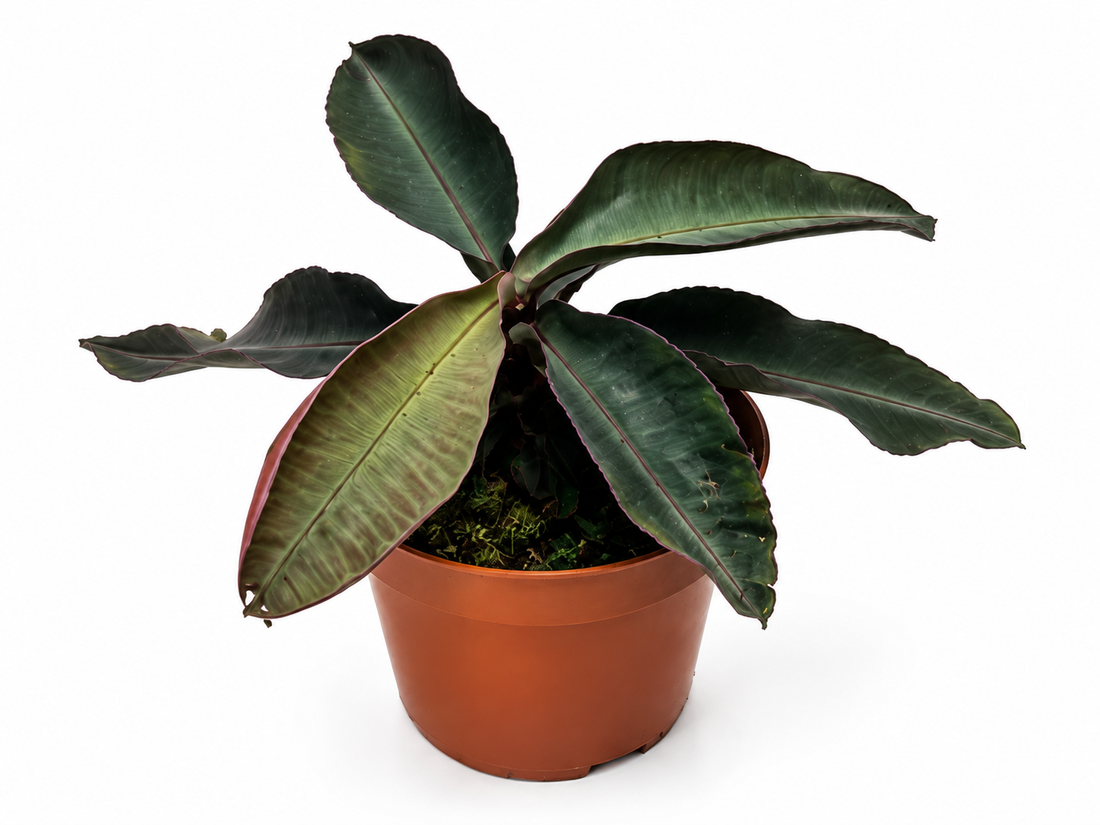Ficus Benjamina ‘Shivereana Moonshine’