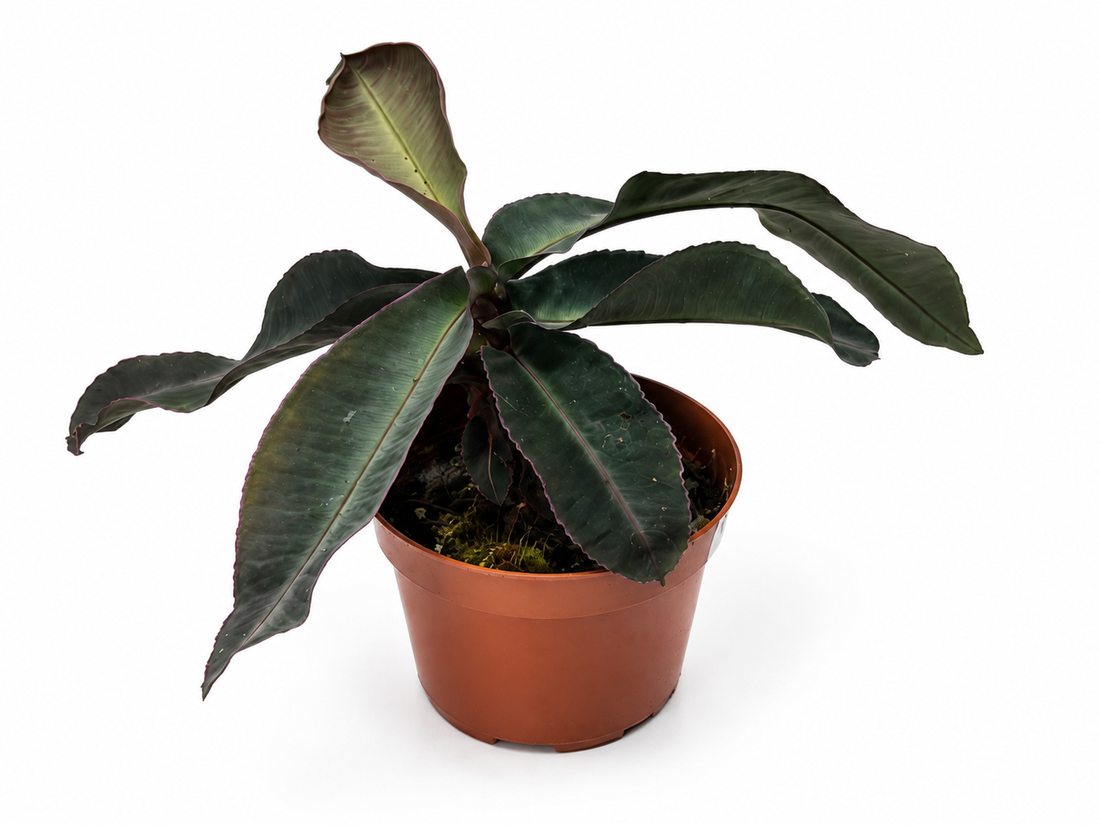 Ficus Benjamina ‘Shivereana Moonshine’