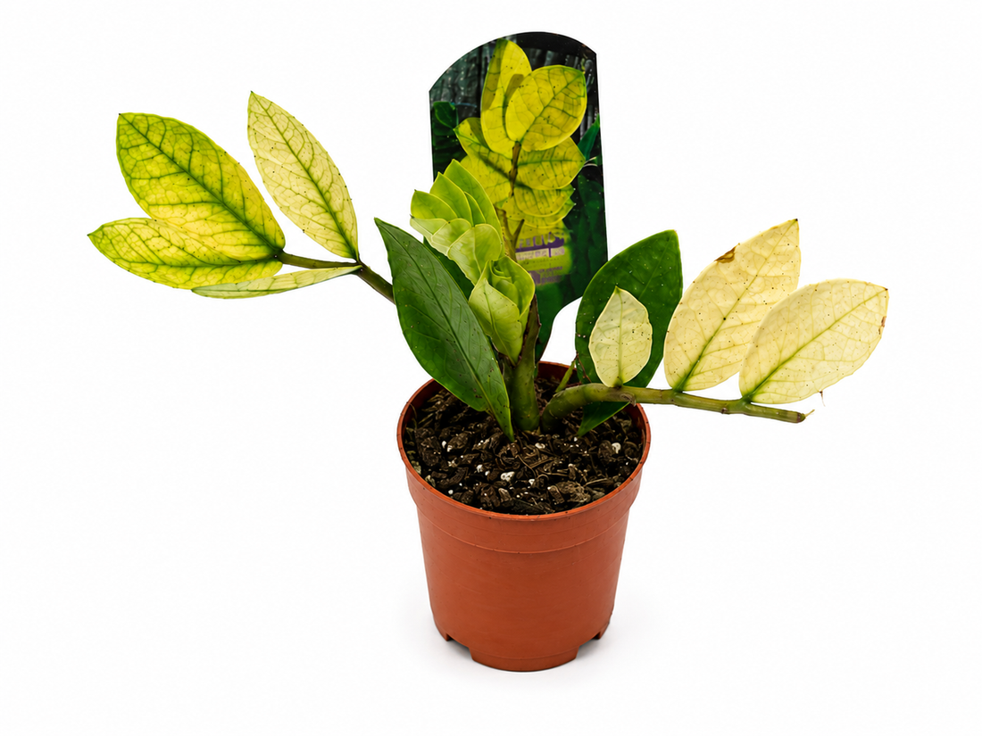 Ficus Shivereana Moonshine – Variegated Rubber Plant