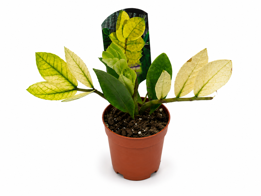 Ficus Shivereana Moonshine – Variegated Rubber Plant