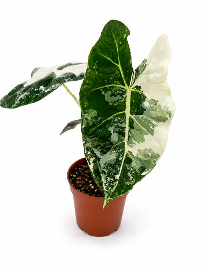Alocasia Frydek Variegata