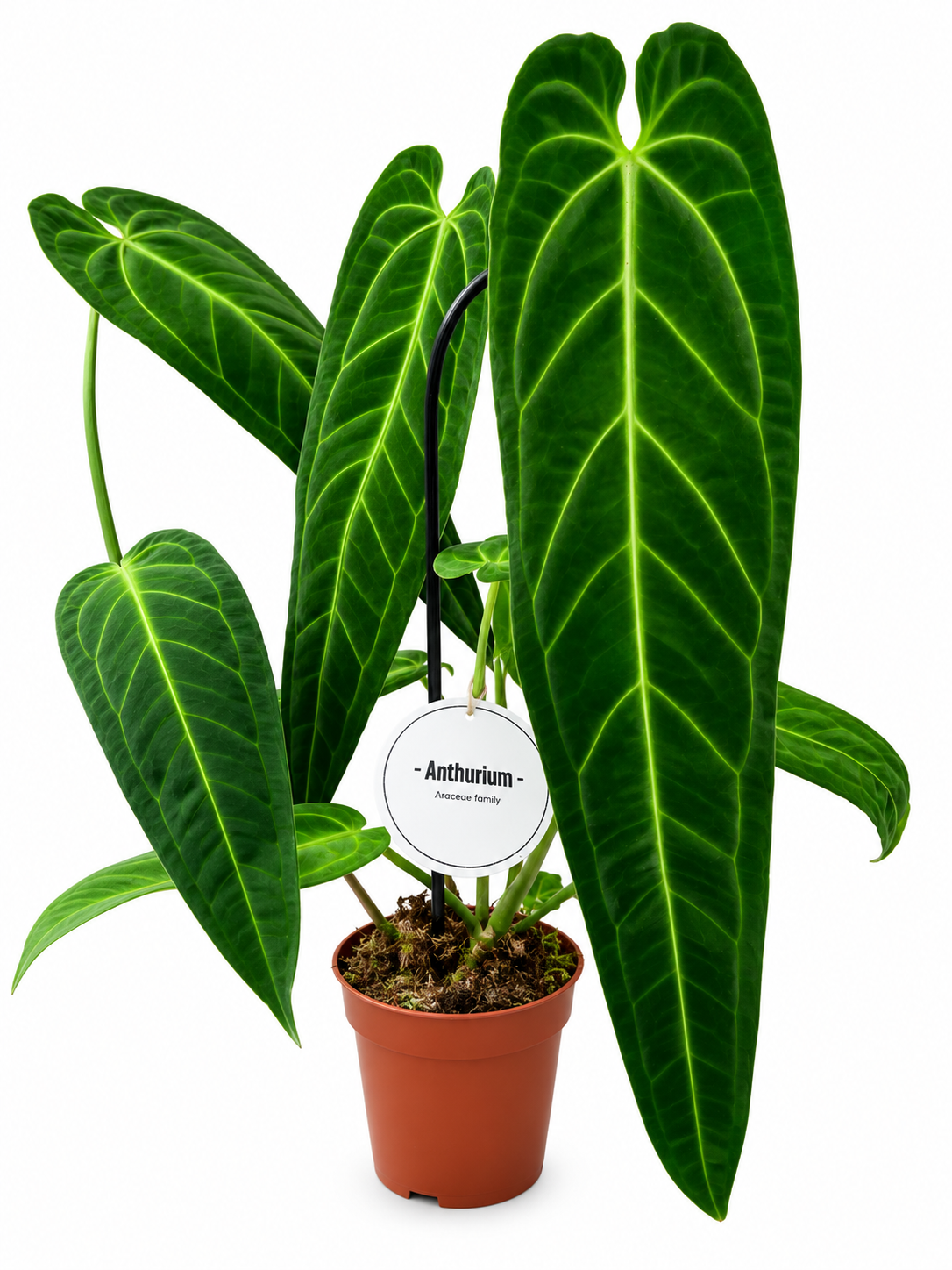 Anthurium Warocqueanum – Queen Anthurium