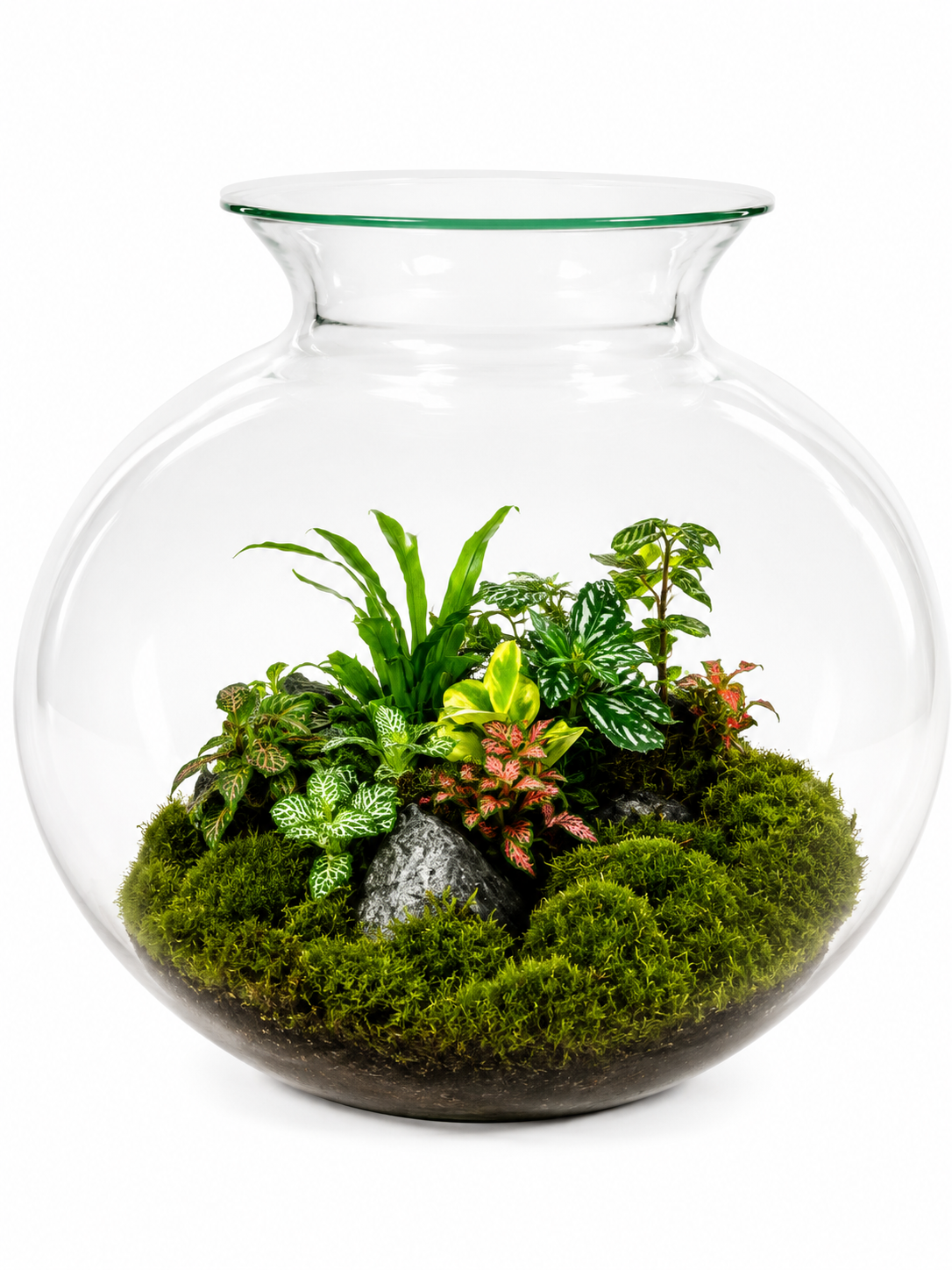 Tropical Mixed Plant Glass Terrarium – Large Globe