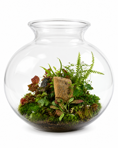 Large Glass Terrarium – Tropical Fittonia &amp; Fern Garden