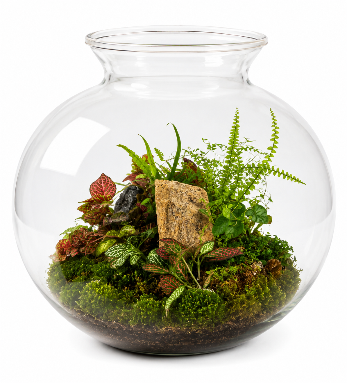 Large Glass Terrarium – Tropical Fittonia &amp; Fern Garden