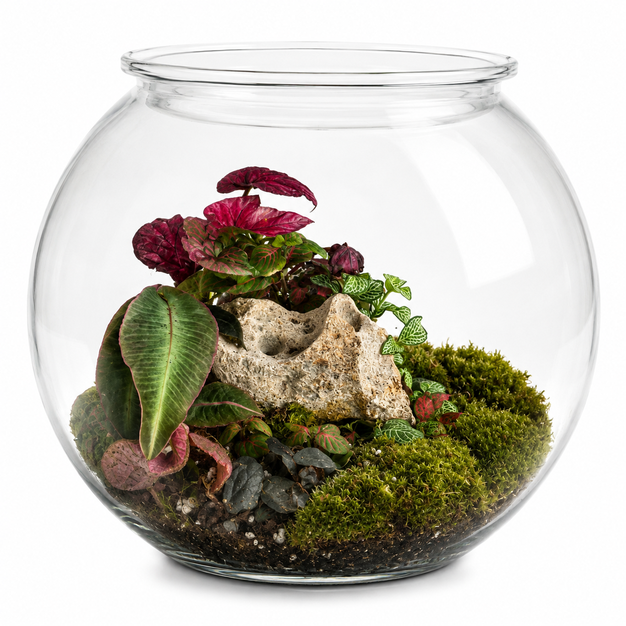 Premium Glass Terrarium – Tropical Mini Garden