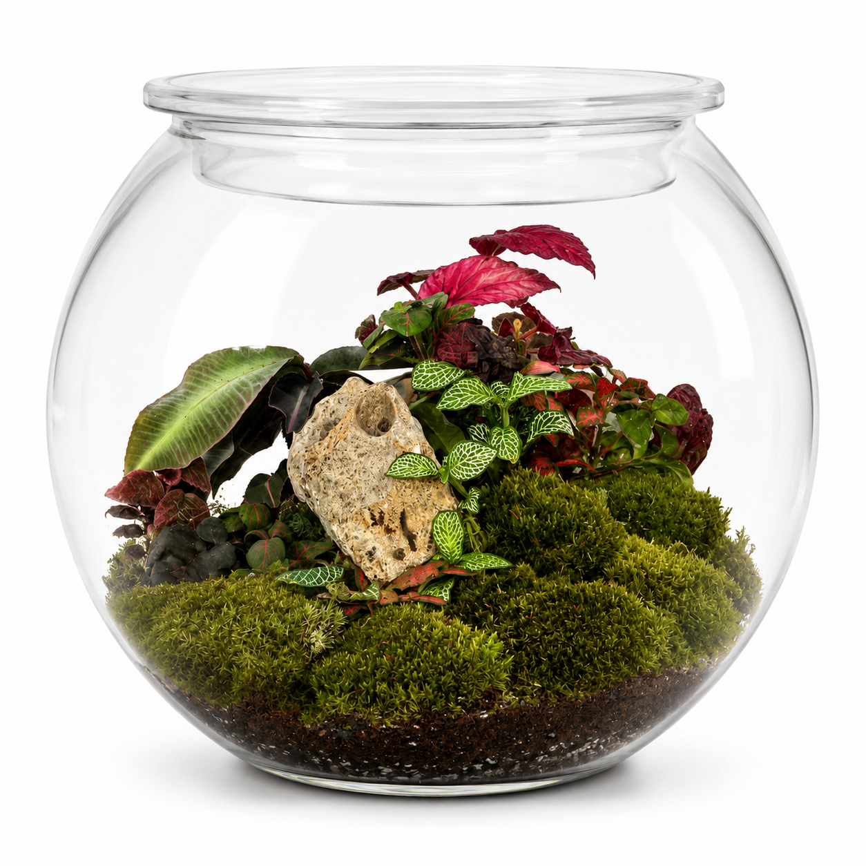 Premium Glass Terrarium – Tropical Mini Garden