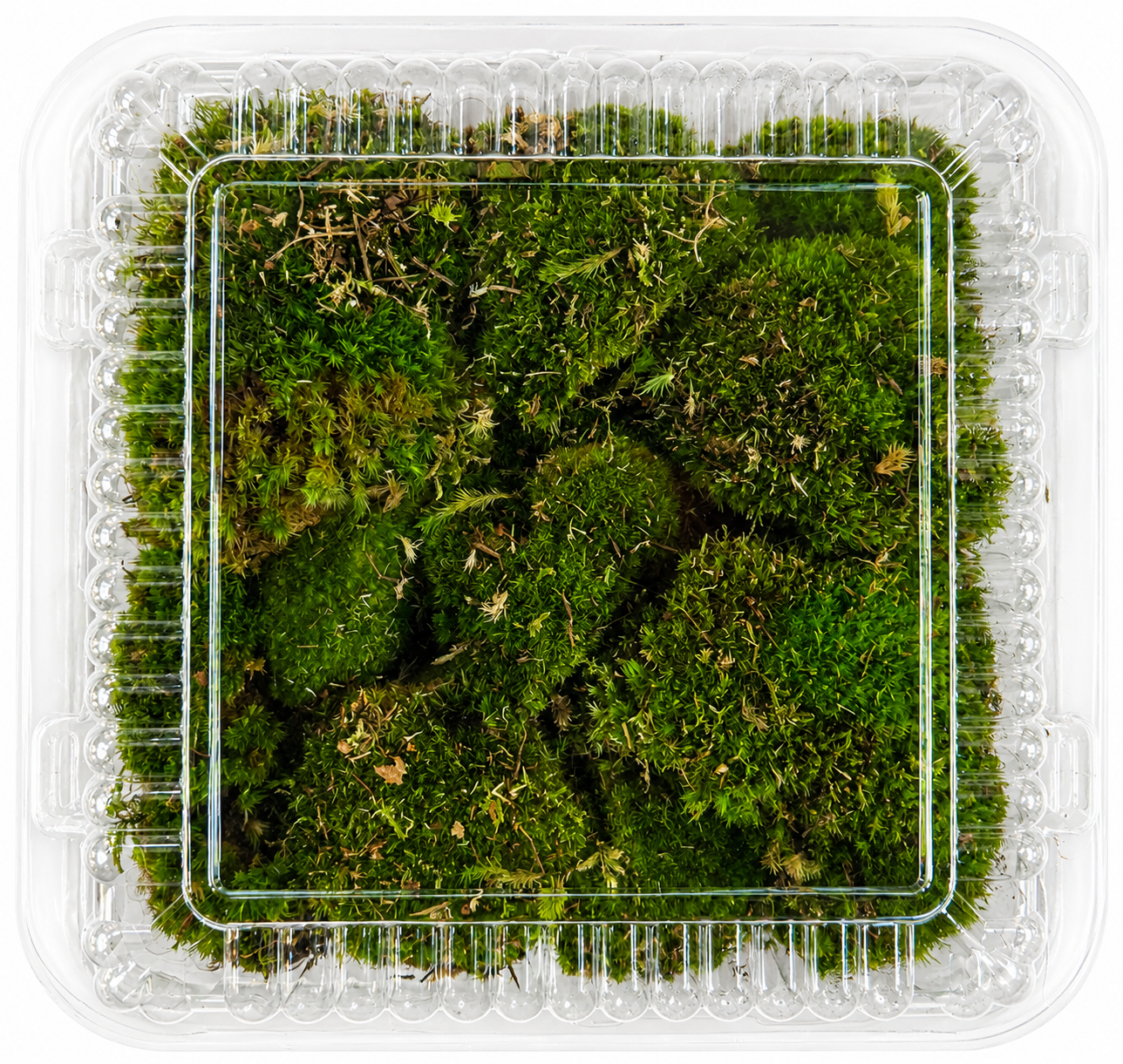 Premium Cushion Moss Ball Big – Fresh Live Forest Moss