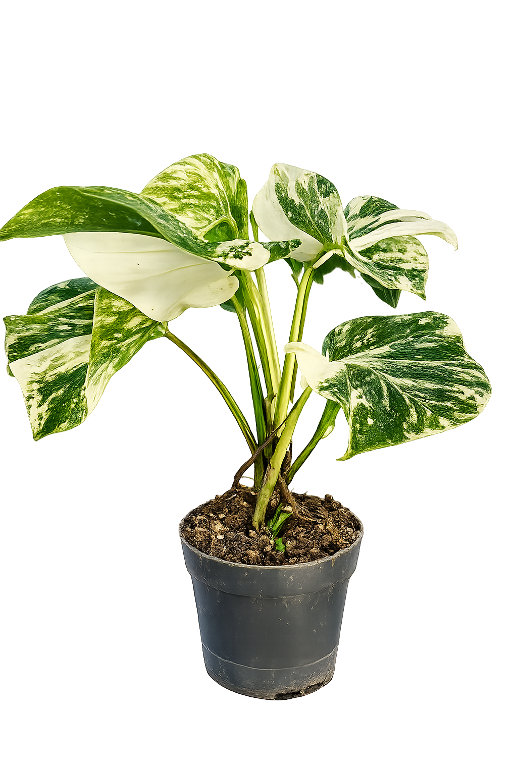 Monstera Snow White