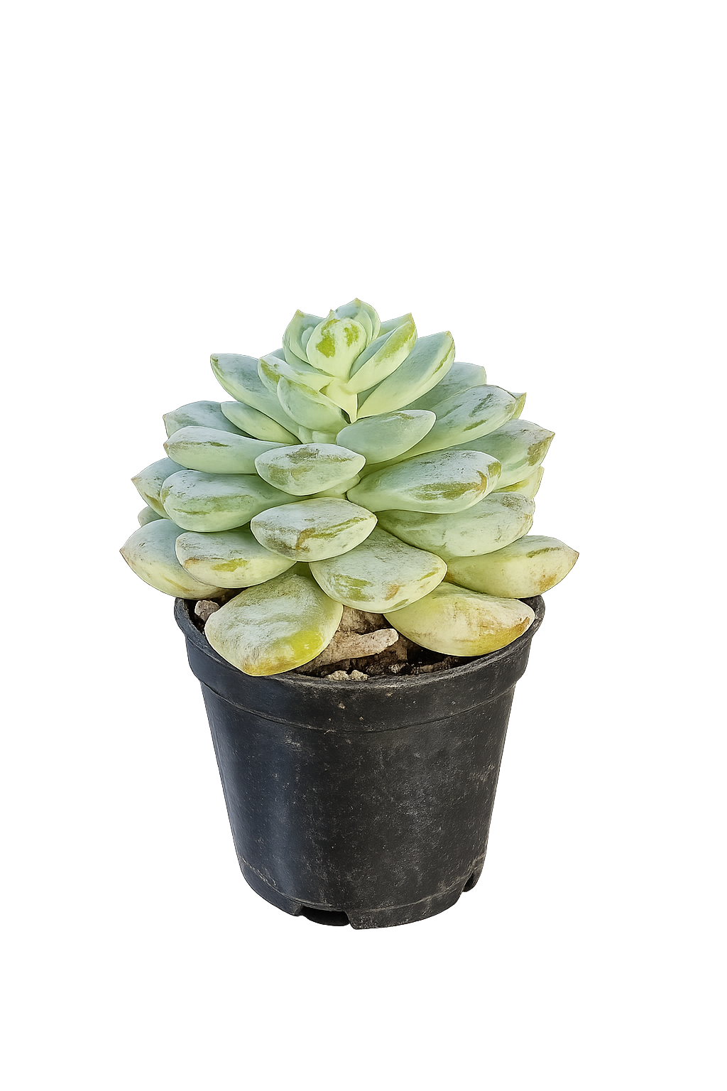 Moonstone Succulent (Pachyphytum oviferum) – Frosted Rosette Succulent Plant