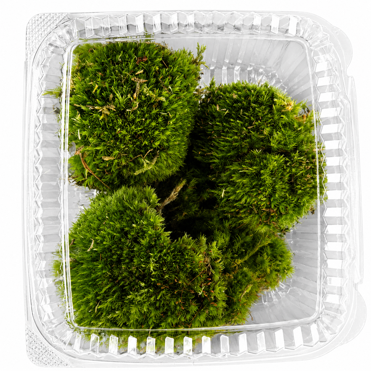 Premium Cushion Moss Ball Small – Fresh Live Forest Moss for Terrariums &amp; Vivariums