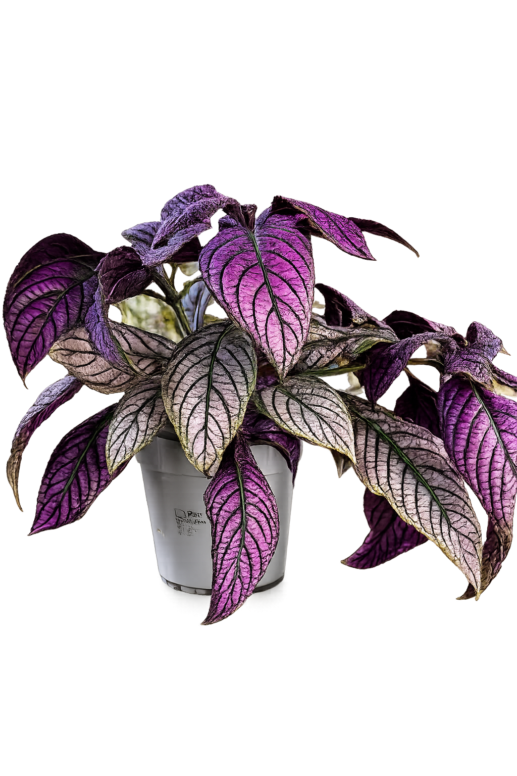 Premium Purple Persian Shield Plant (Strobilanthes dyerianus) - Indoor Foliage Plant