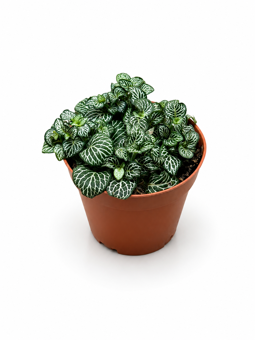 Fittonia Green White Vein Nerve Plant – Tropical Indoor Plant for Closed Terrariums