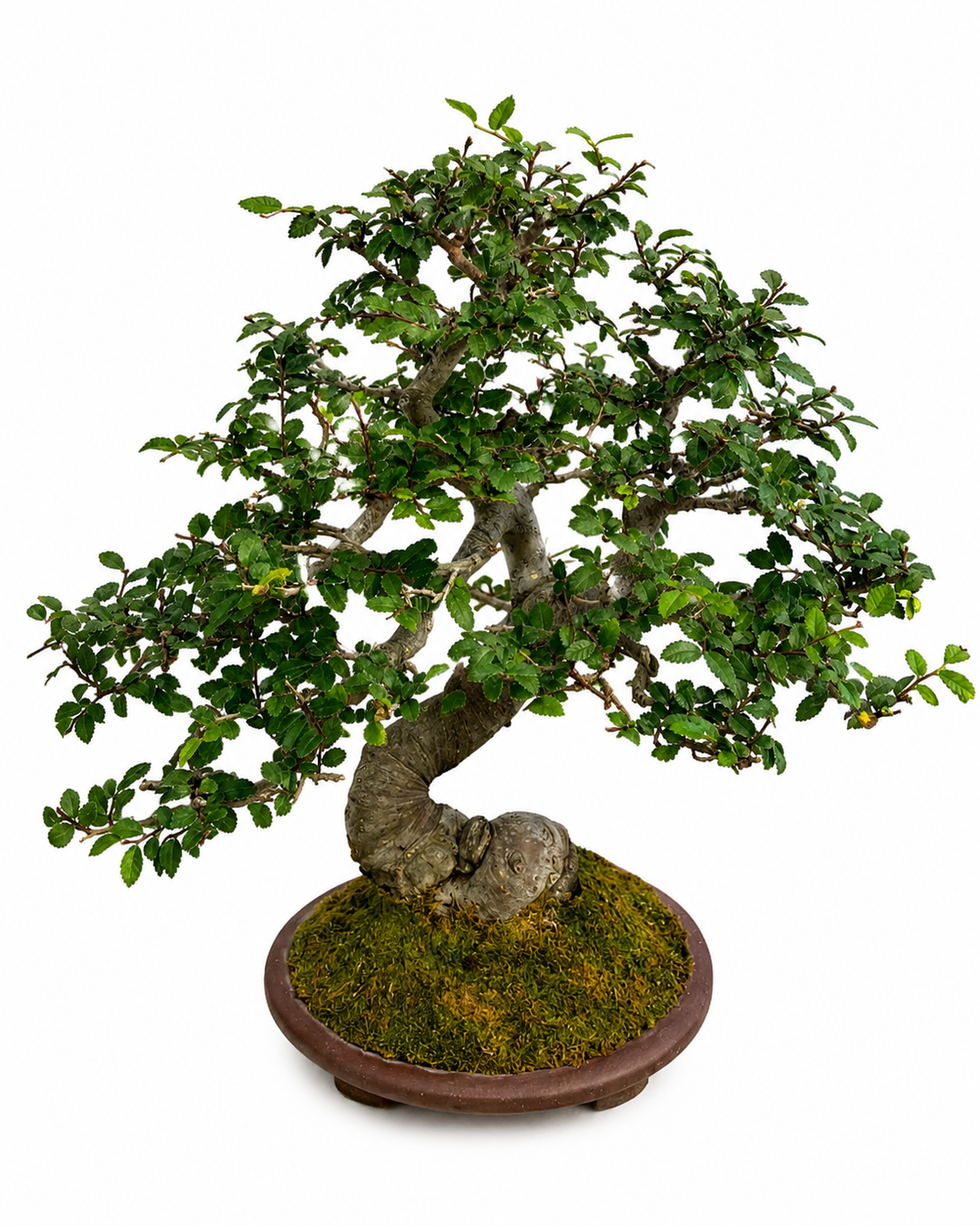 40-Year-Old Ulmus Bonsai Tree | Mature Specimen Bonsai