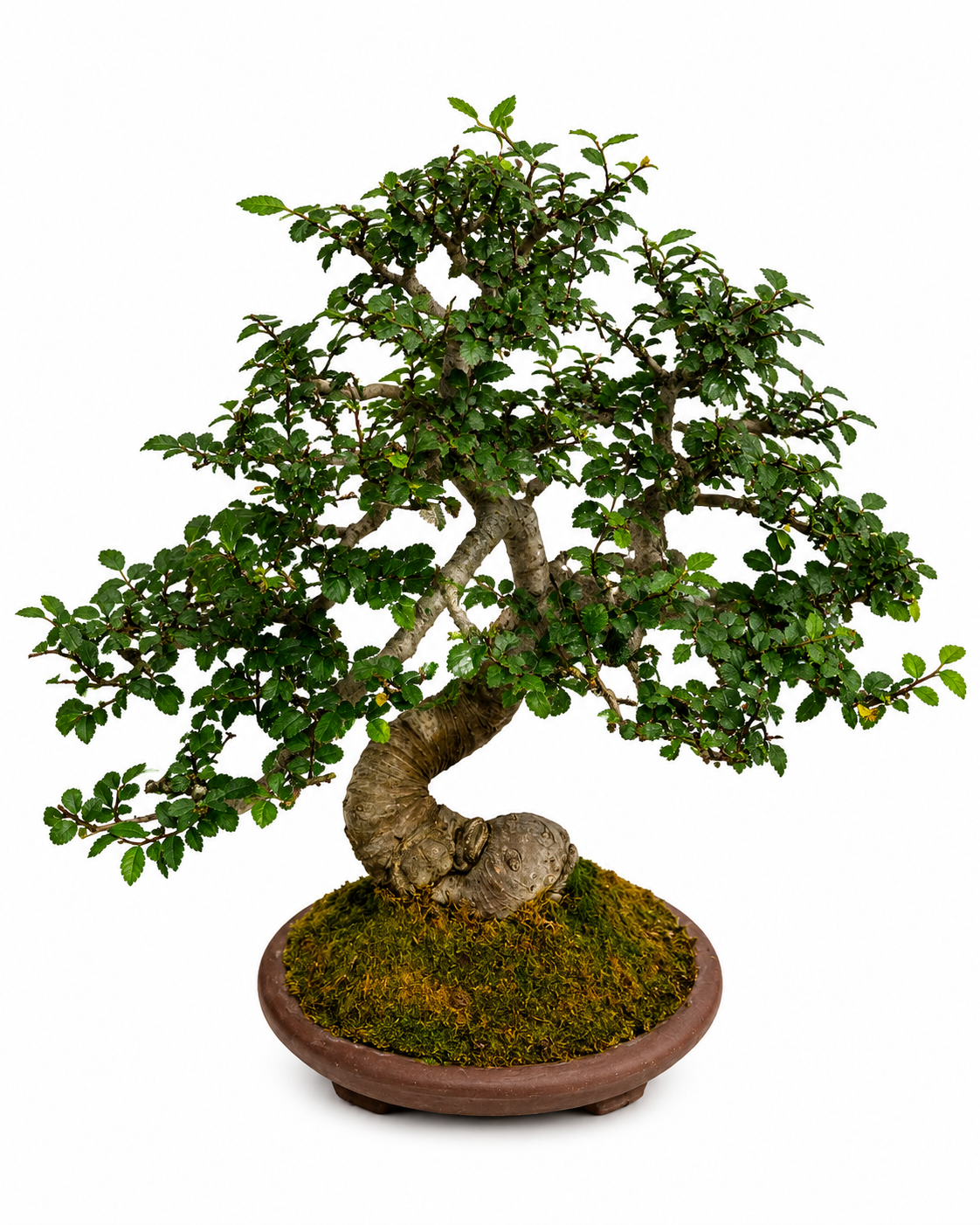 40-Year-Old Ulmus Bonsai Tree | Mature Specimen Bonsai
