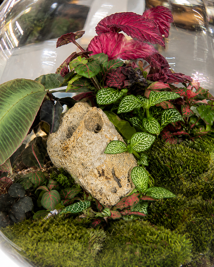 Premium Glass Terrarium – Tropical Mini Garden