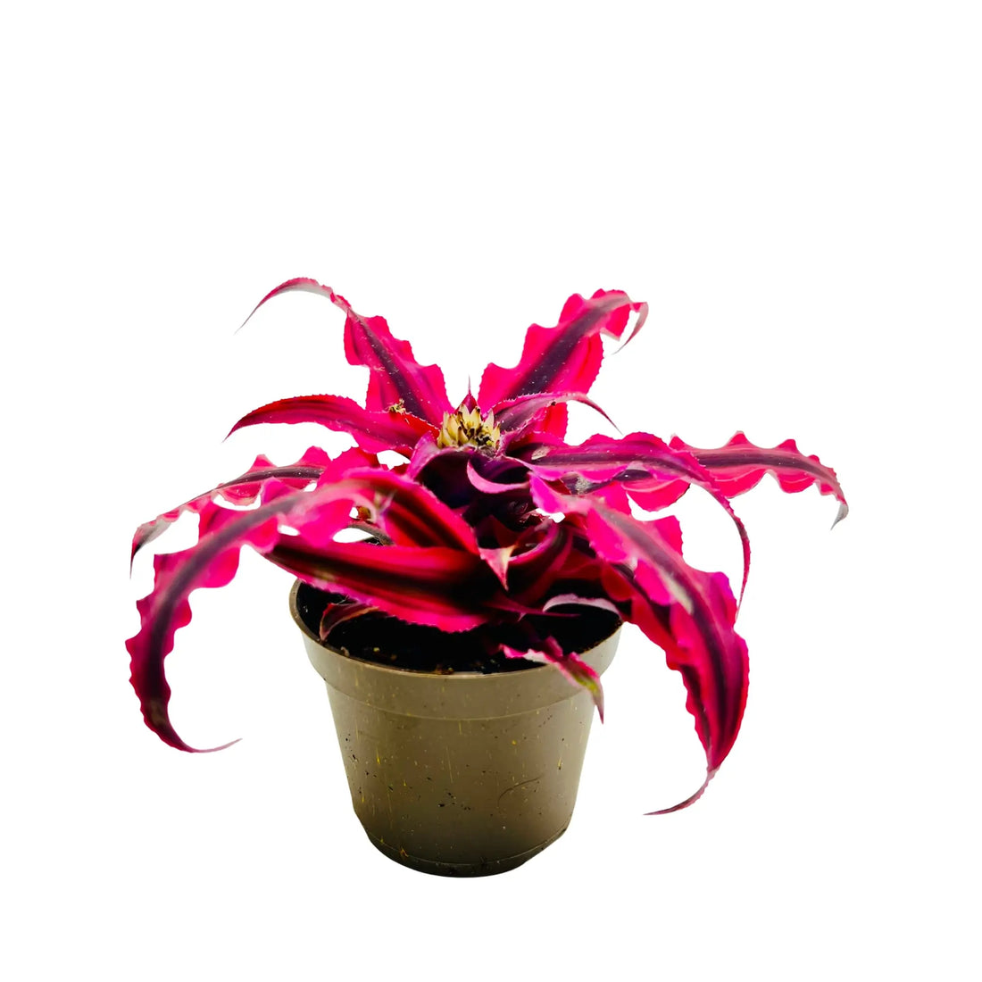 Cryptanthus Bromeliad | The Earth Star Plant Rare Exotic Indoor Plant
