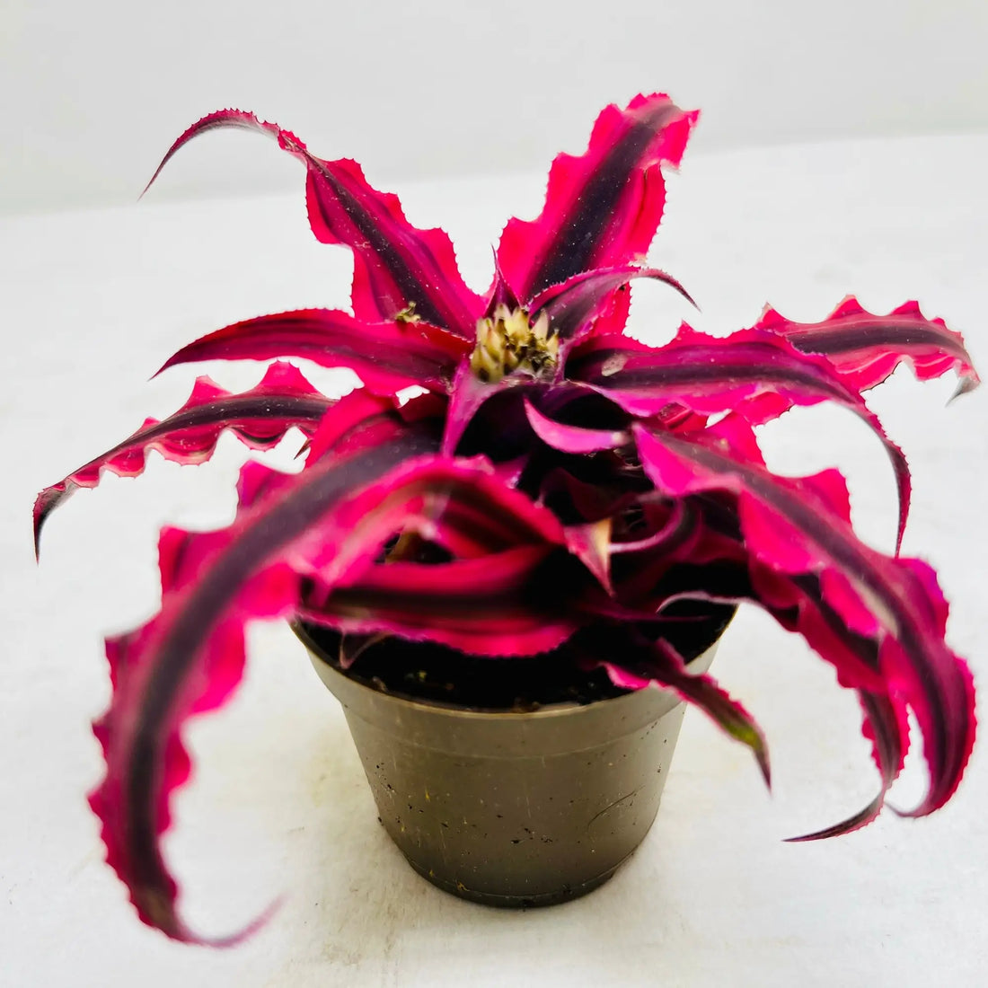 Cryptanthus Bromeliad | The Earth Star Plant Rare Exotic Indoor Plant
