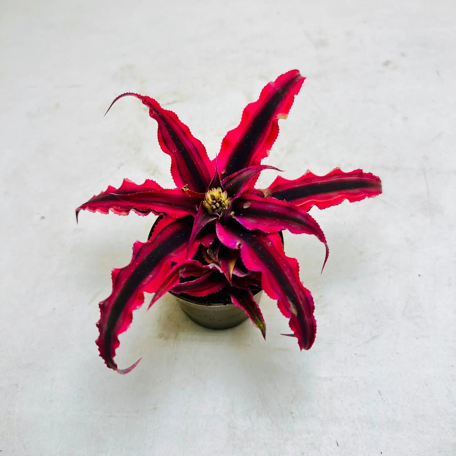 Cryptanthus Bromeliad | The Earth Star Plant Rare Exotic Indoor Plant