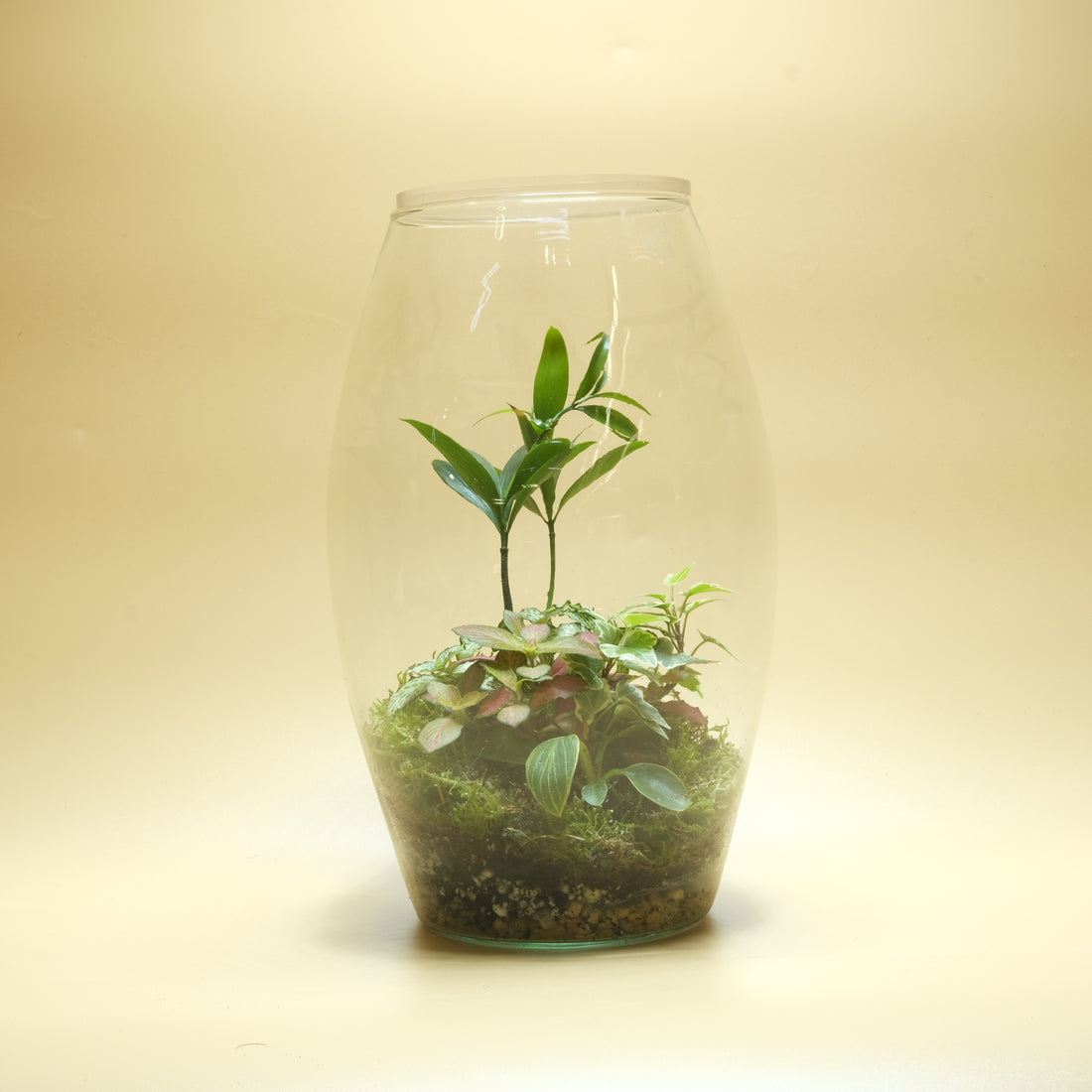 Green Youth Terrarium