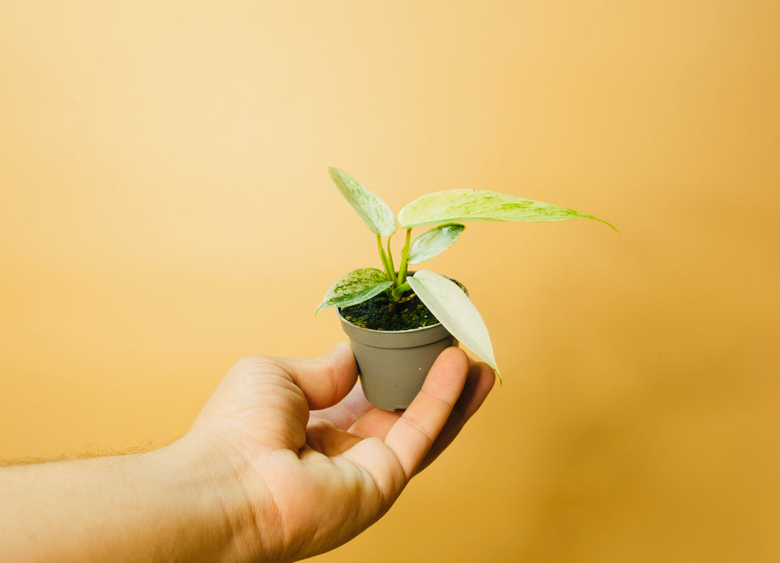 Philodendron Florida Ghost