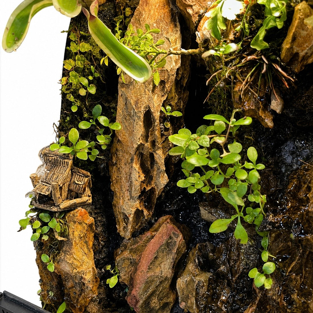Mini Cliffside Waterfall Paludarium