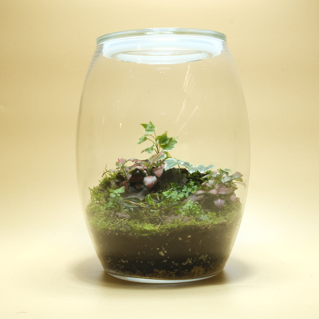 Cheerful Charm Terrarium