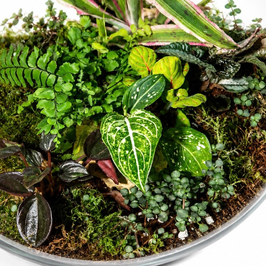 Emerald Canopy Terrarium – Tropical Moss Garden Ecosystem 30x35cm