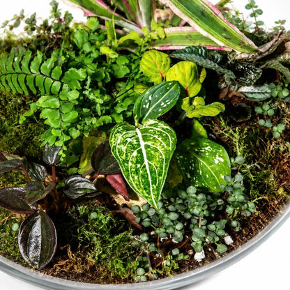 Emerald Canopy Terrarium – Tropical Moss Garden Ecosystem 30x35cm