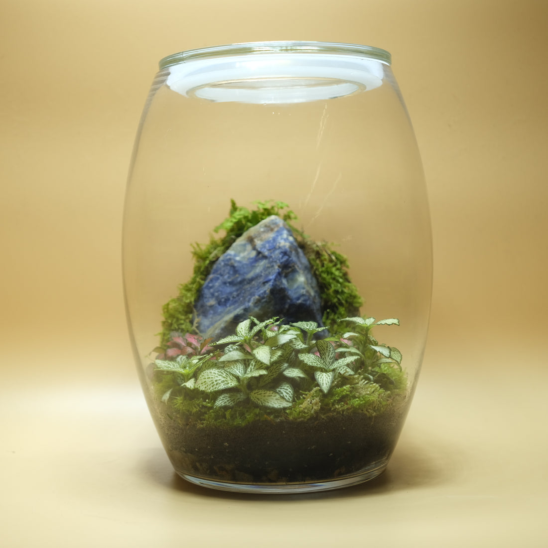 Overwhelming Terrarium