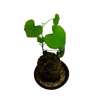 Dioscorea Elephantipes Rare Exotic Mini Indoor Plant