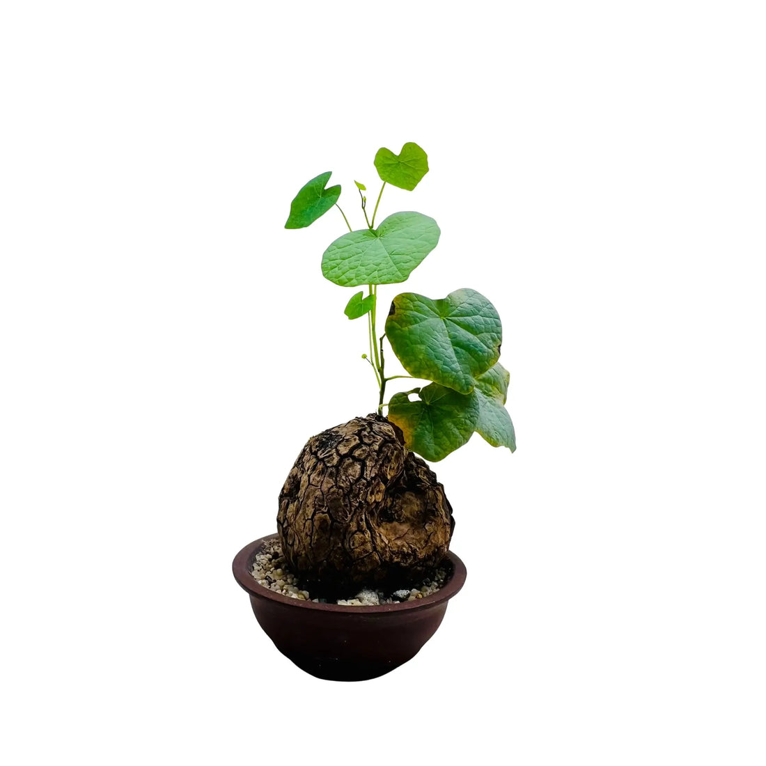 Dioscorea Elephantipes Rare Exotic Mini Indoor Plant
