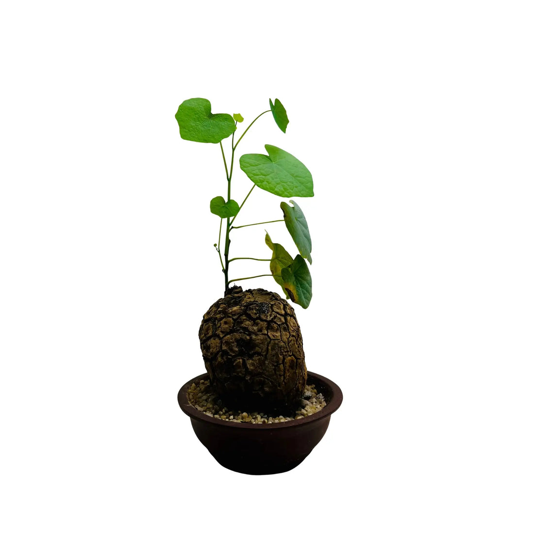 Dioscorea Elephantipes Rare Exotic Mini Indoor Plant