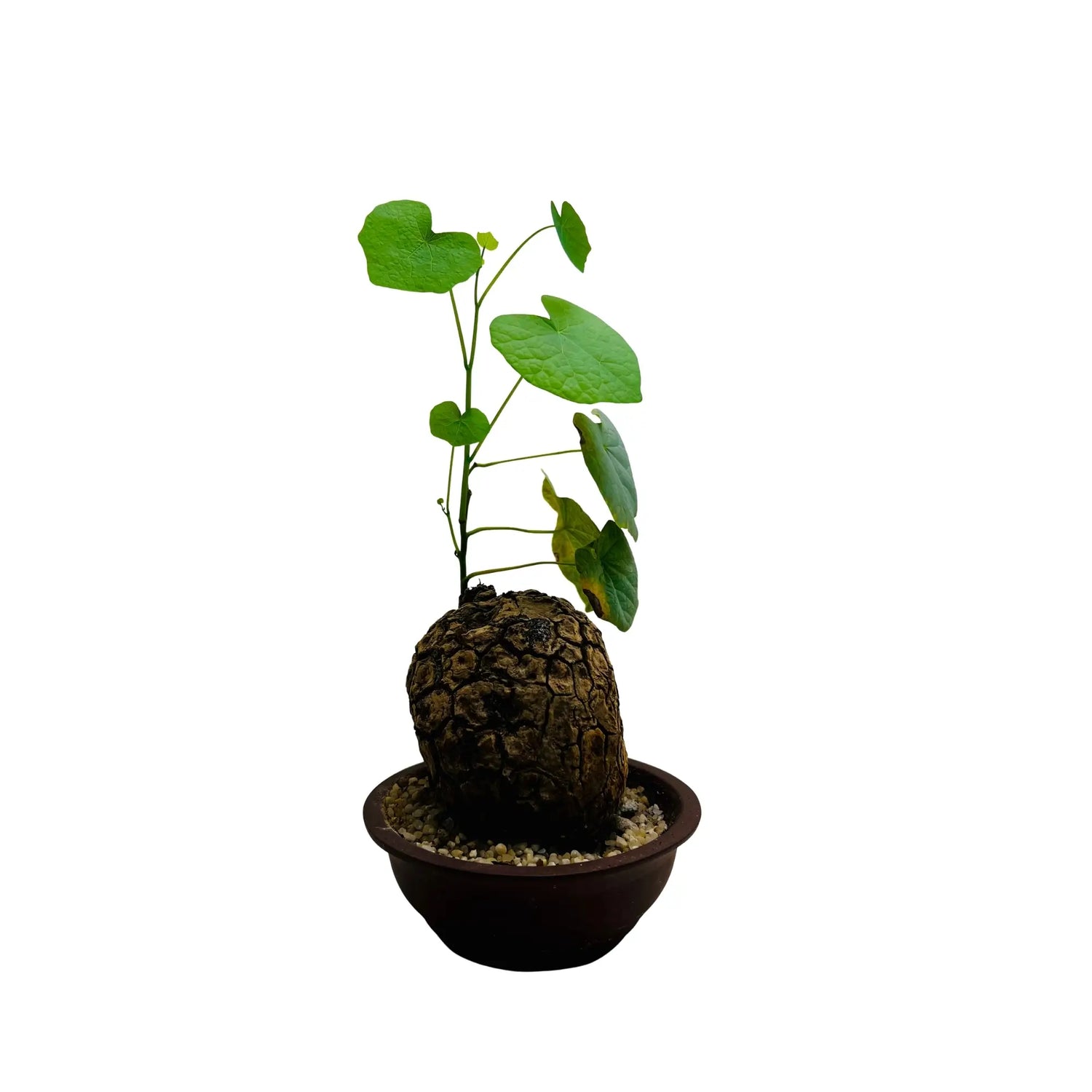 Dioscorea Elephantipes Rare Exotic Mini Indoor Plant