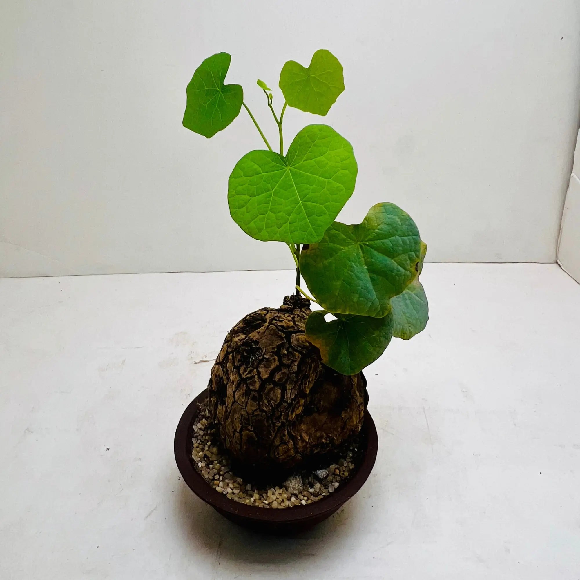 Dioscorea Elephantipes Rare Exotic Mini Indoor Plant