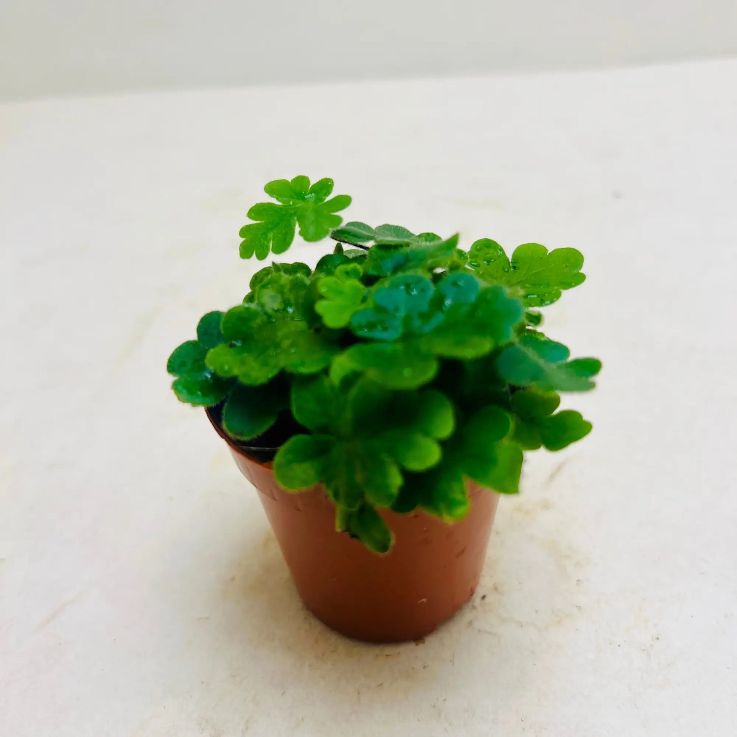 Doryopteris Cordata Rare Exotic Mini Indoor Plant