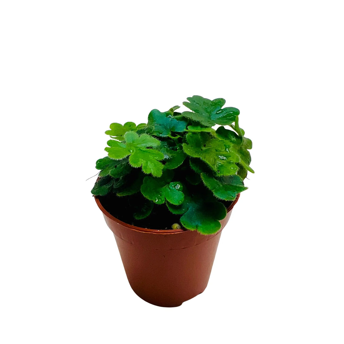 Doryopteris Cordata Rare Exotic Mini Indoor Plant