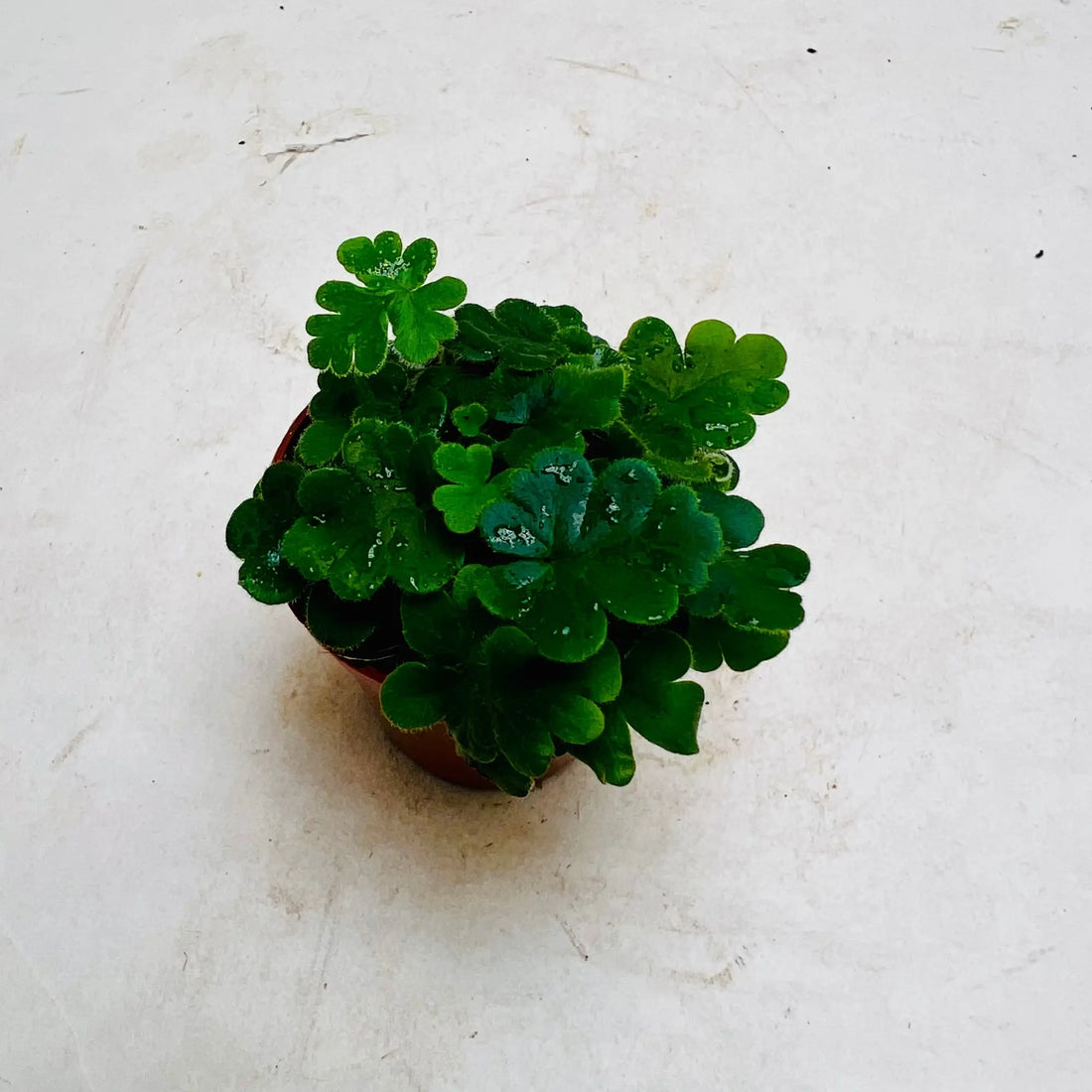 Doryopteris Cordata Rare Exotic Mini Indoor Plant