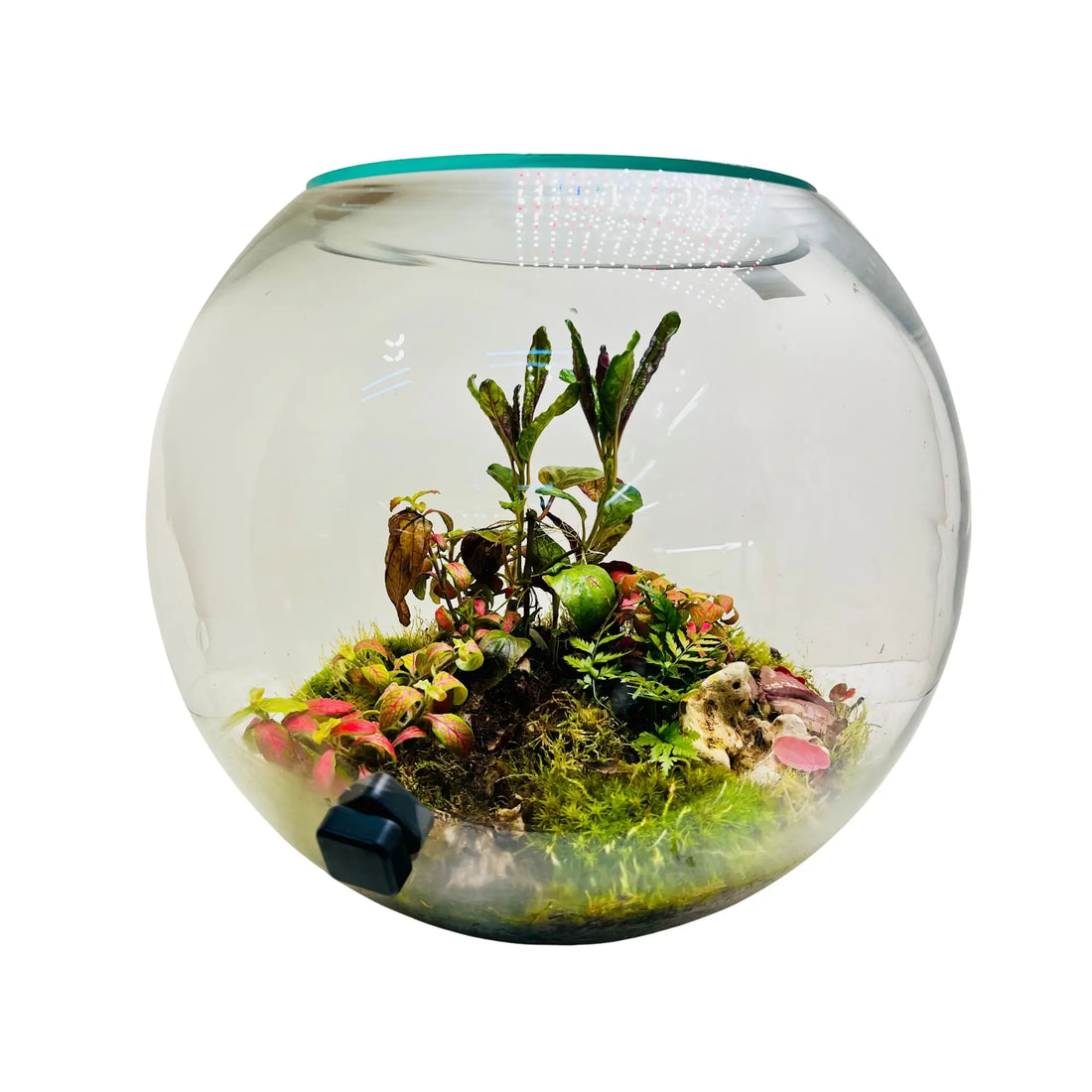 Dreamy Grove Terrarium