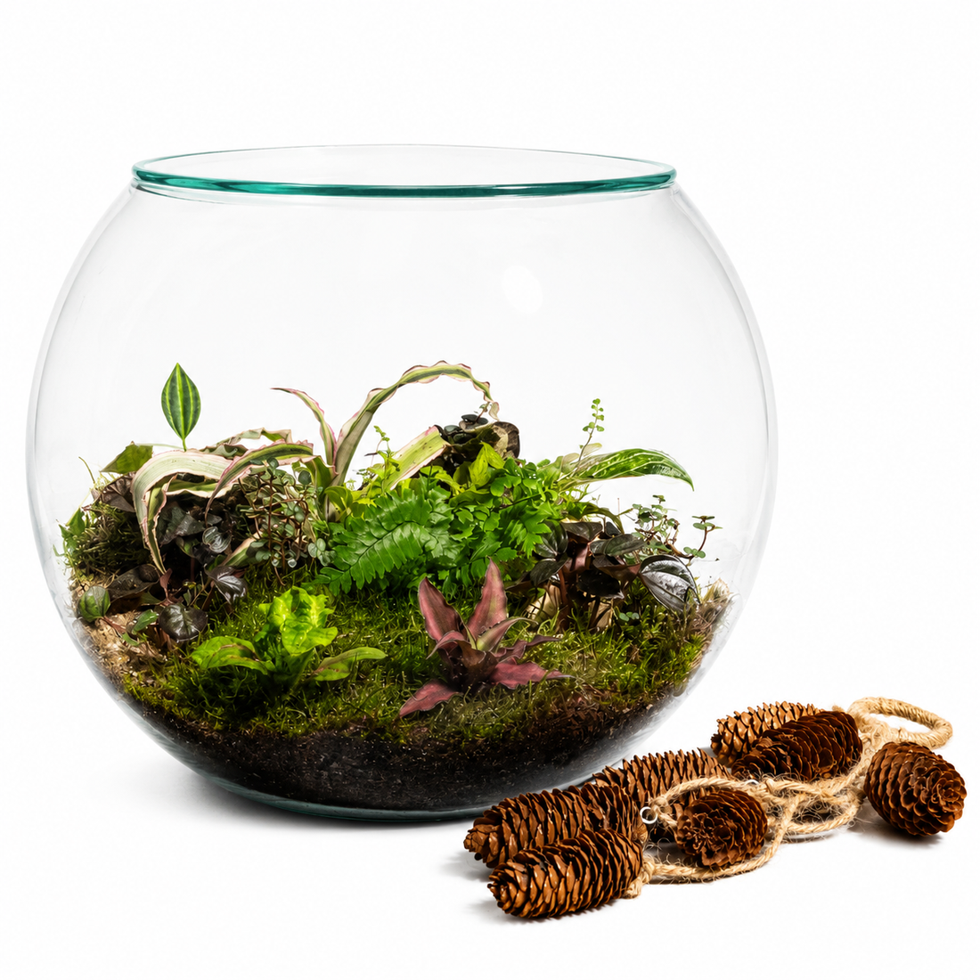 Emerald Canopy Terrarium – Tropical Moss Garden Ecosystem