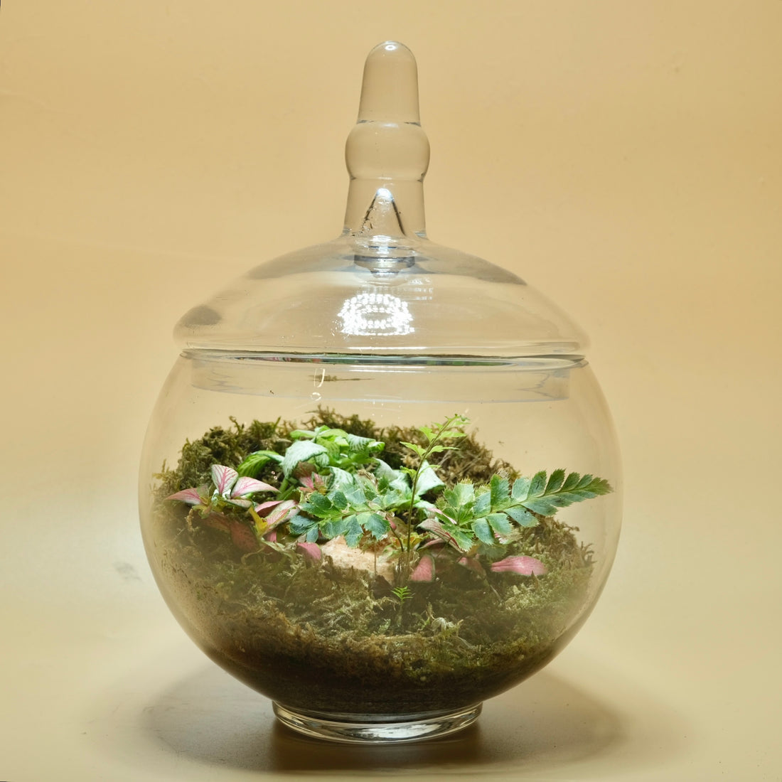 Dreamland Harmony Terrarium