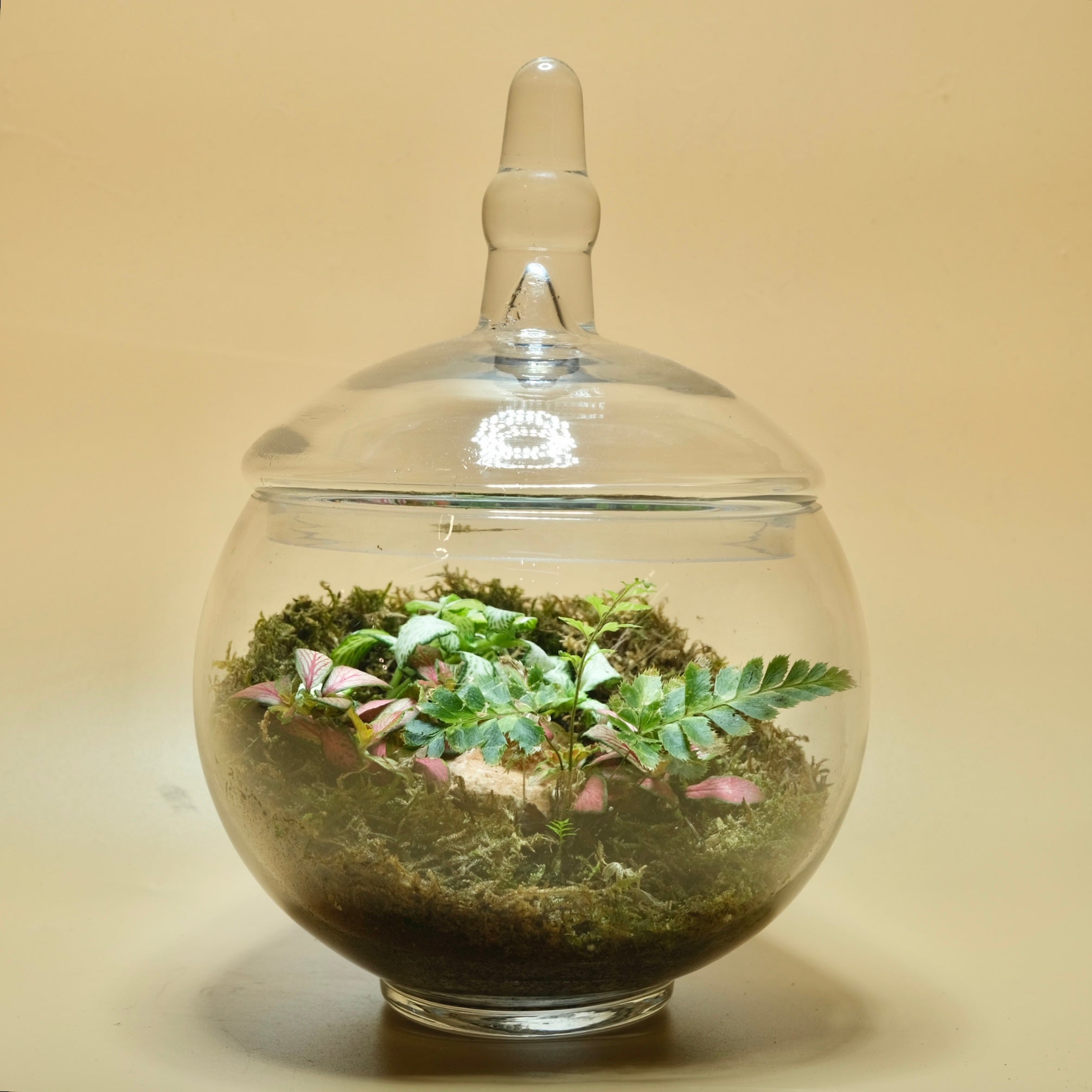 Dreamland Harmony Terrarium