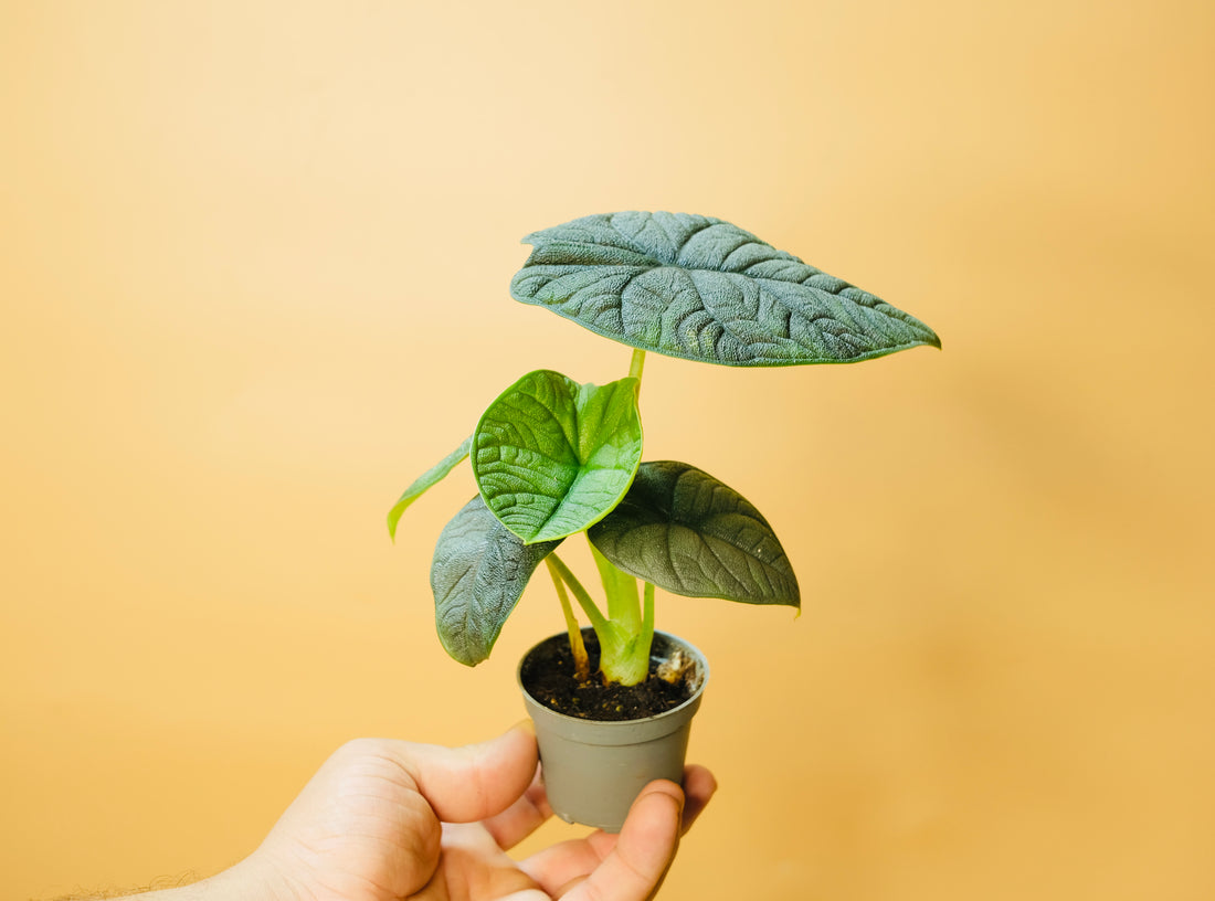 Alocasia Melo