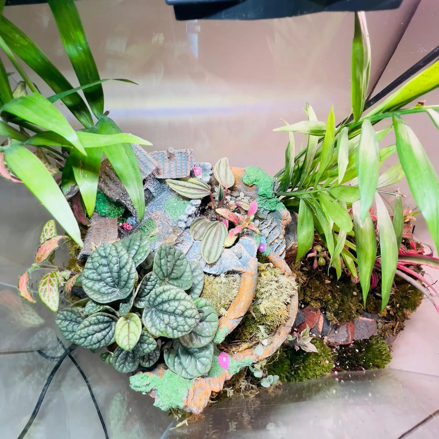 Earth Star and Peperomia Terrarium Shop in Dubai